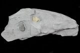 Small, Prone Flexicalymene Trilobite With Brachiopod - Ohio #70919-1